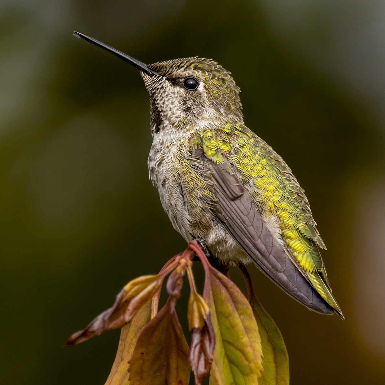 Anna's Hummingbird